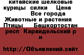 китайские шелковые курицы (силки) › Цена ­ 2 500 - Все города Животные и растения » Птицы   . Башкортостан респ.,Караидельский р-н